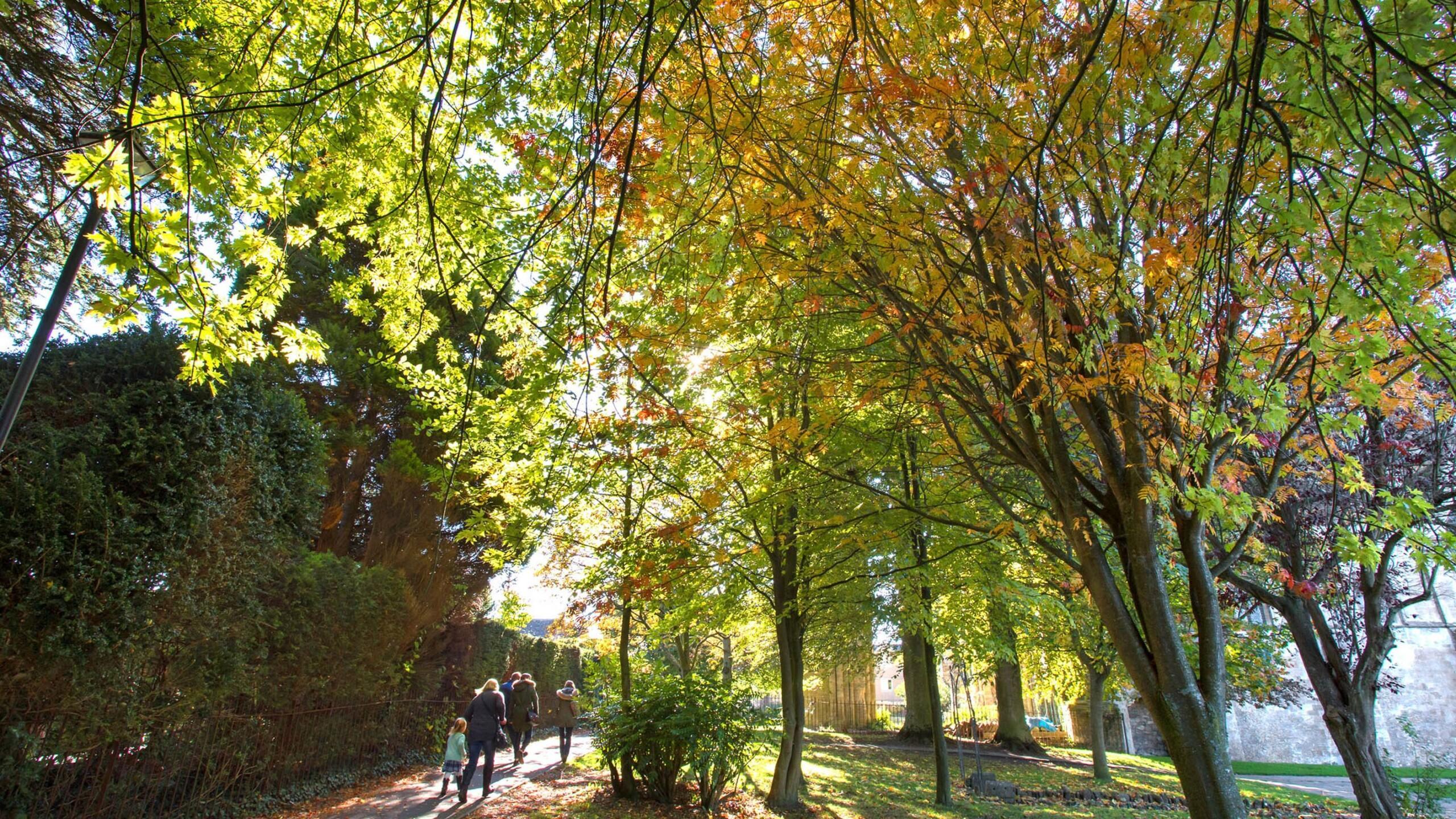 View from street level of trees lining the pavement